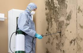 Professional Mold Inspection in Nedrow, NY